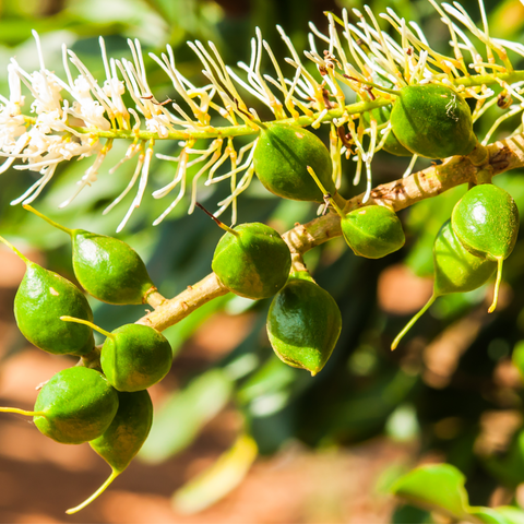マカダミアナッツオイル (キャリアオイル・植物油)(Organic)