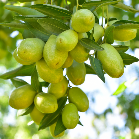 ホホバオイル (キャリアオイル・植物油)(Organic)