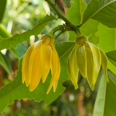 イランイラン・エクストラ HC