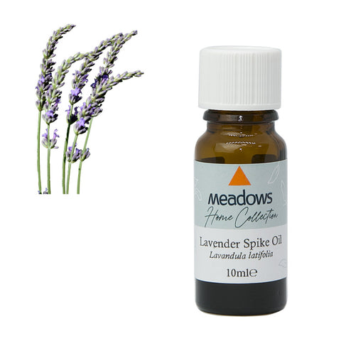 スパイクラベンダー  HC